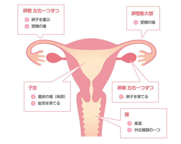 妊娠のしくみ 藤沢市の肩こり治療なら満足度no1の女性専門片瀬鍼灸院へ