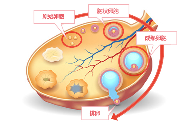 卵巣の中の様子